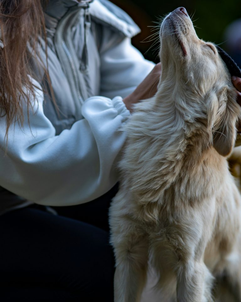 therapy dogs for emotional wellness