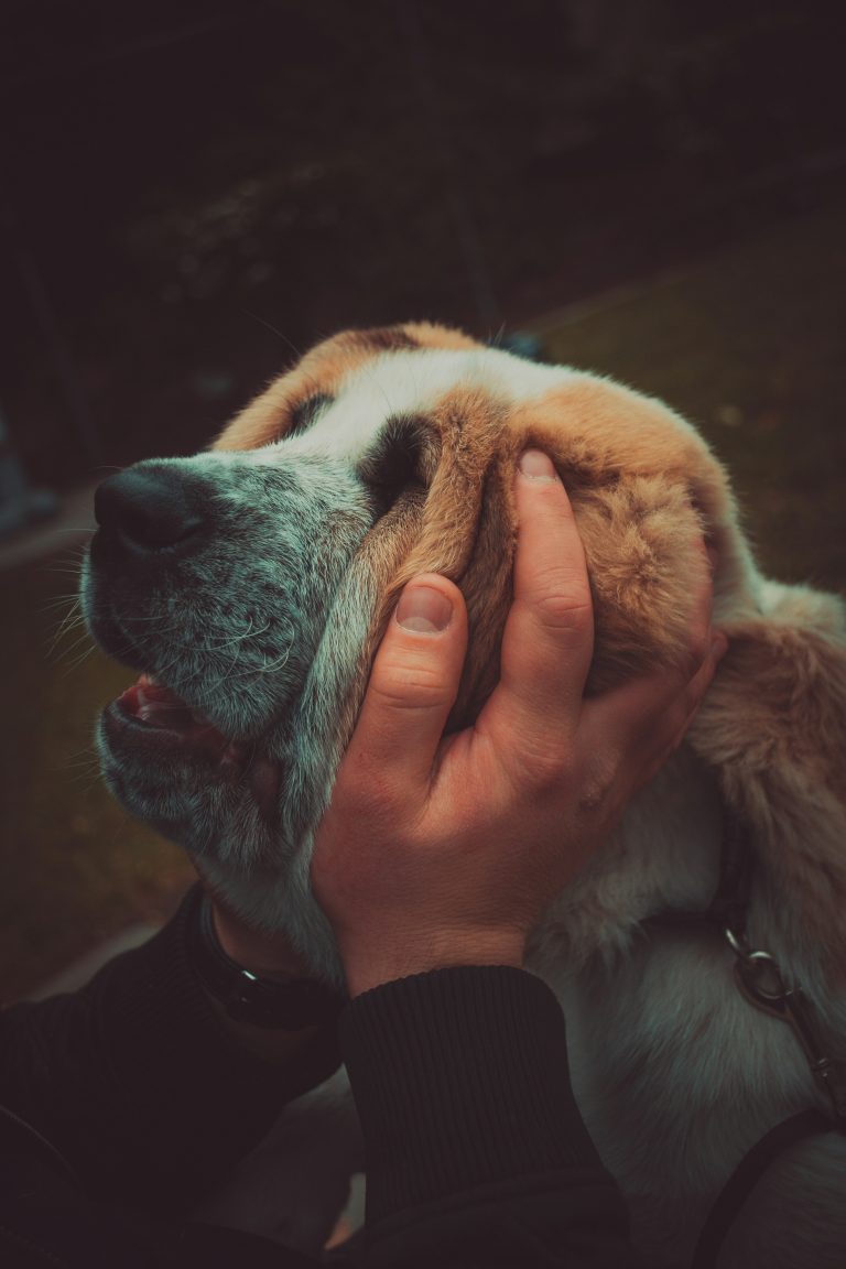 Animal Assisted Therapy Munster Indiana