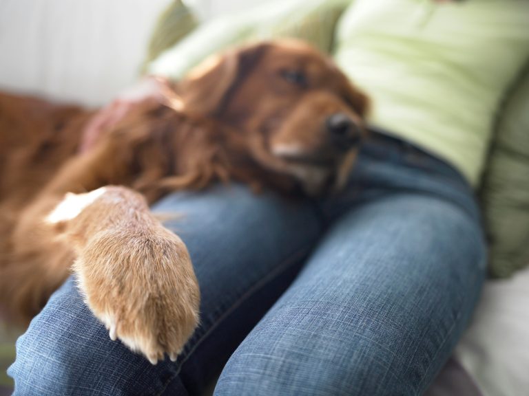 Therapy dog providing comfort during animal assisted therapy for anxiety session with teen in a calm counseling environment