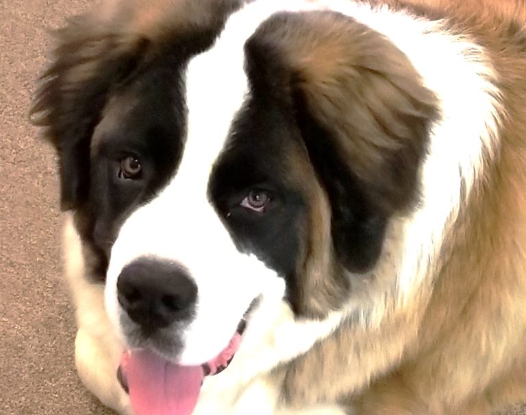 therapy dog supporting counseling session at Animal Assisted Counseling of Indiana