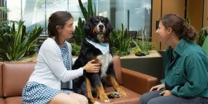 How Animal-Assisted Therapy Works