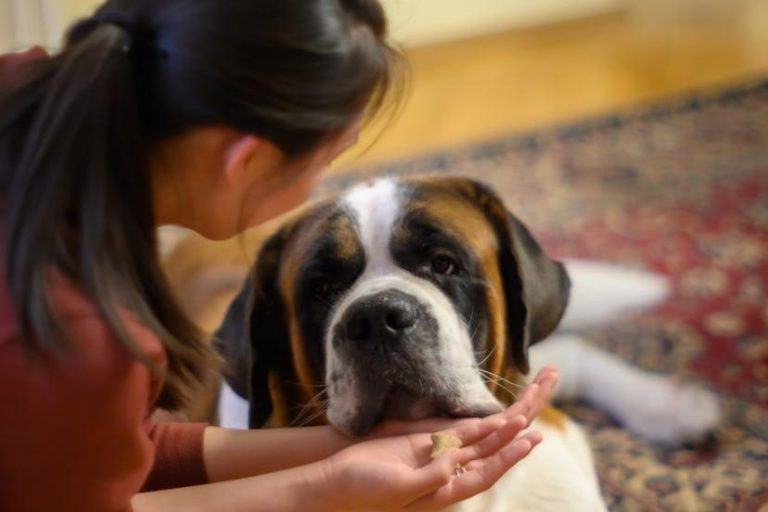 animal assisted therapy benefits